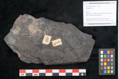 Foto (Objekt + Etikett) von Callipteris sp.  (NHMW-GEO-2024-0188-10918)